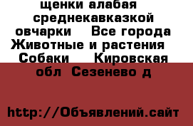 щенки алабая ( среднекавказкой овчарки) - Все города Животные и растения » Собаки   . Кировская обл.,Сезенево д.